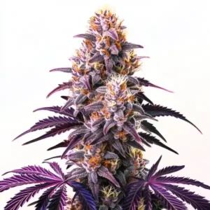 Purple Kush – Blimburn Seeds