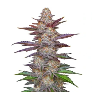 Purple Z OG Lemon Bean – Blimburn Seeds