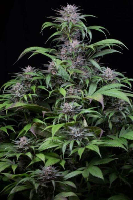 Quick Kush Feminized – Alchimia Grow Shop