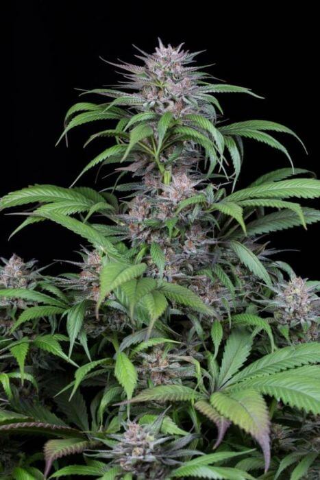 Quick Kush Feminized – Alchimia Grow Shop