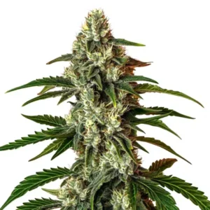 Rainbow Driver Auto – Blimburn Seeds