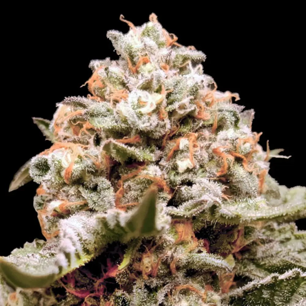 Rainbow Mints Auto Autoflower – Alchimia Grow Shop
