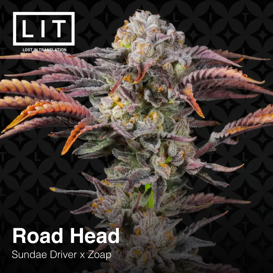 Road Head Feminized – Alchimia Grow Shop