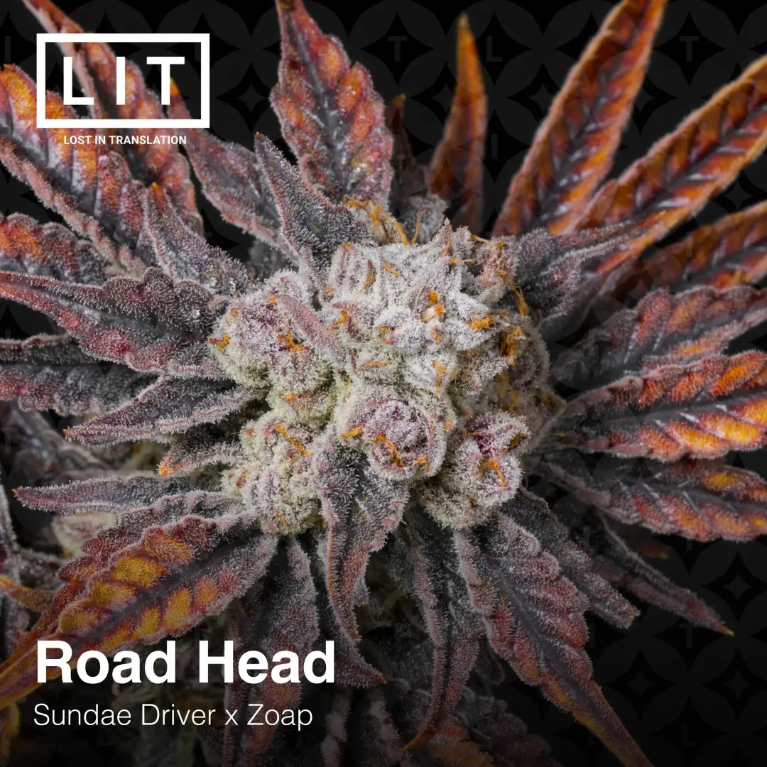 Road Head Feminized – Alchimia Grow Shop