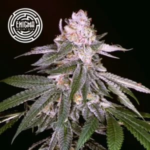 Rozay Feminized – Alchimia Grow Shop