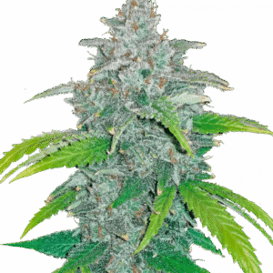 Blue Dream Auto – Fast Buds