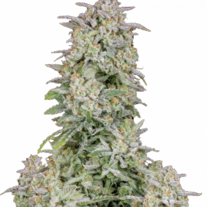 Forbidden Runtz Auto – Fast Buds