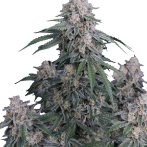 GMO Auto™ – Fast Buds