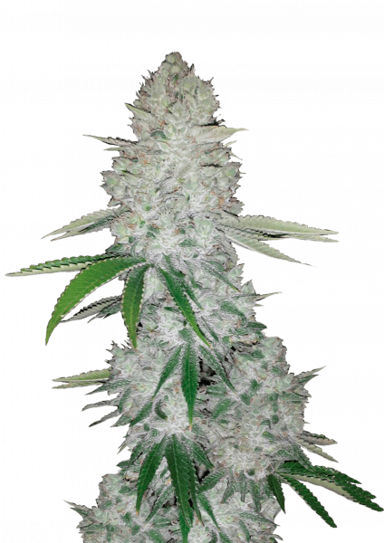 Gorilla Auto – Fast Buds