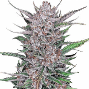 Gorilla Punch Auto – Fast Buds