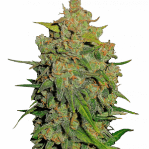 Lemon AK Auto – Fast Buds