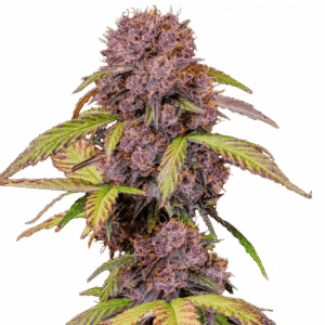 Lemon Cherry Cookies Auto – Fast Buds