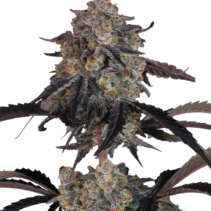 Lemon Cherry Sundae Auto™ – Fast Buds