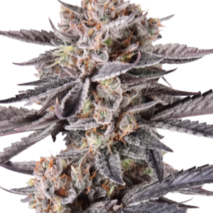 Mendo Cherry Cookies Auto™ – Fast Buds