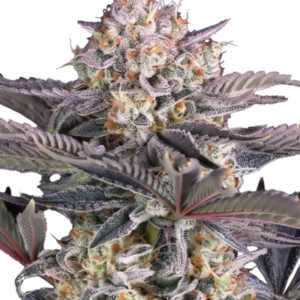 Mendo Frost Auto™ – Fast Buds