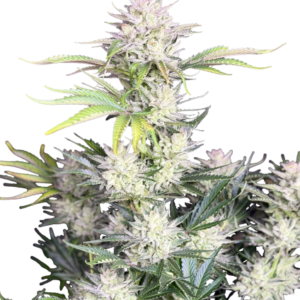 AK Auto – Fast Buds
