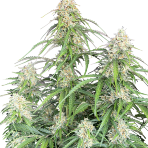 Jack Herer Auto – Fast Buds