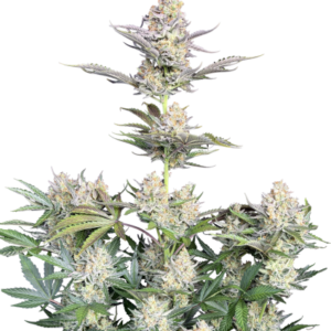 Skunk Auto – Fast Buds