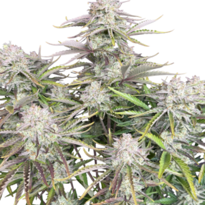 Cinderella Auto – Fast Buds