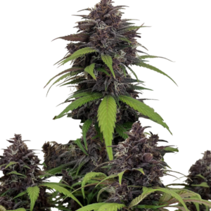 Purple Haze Auto™ – Fast Buds