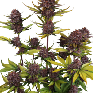 Purple Lemonade Auto RF3™ – Fast Buds