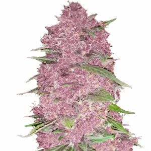 Purple Lemonade Auto – Fast Buds