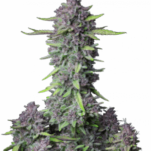 Purple Punch Auto – Fast Buds