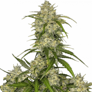 Sour Jealousy Auto™ – Fast Buds