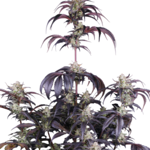 Strawberry Gorilla Auto RF3™ – Fast Buds
