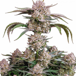 Strawberry Gorilla Auto – Fast Buds