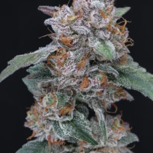 SherBacio OG Auto Autoflower – Alchimia Grow Shop