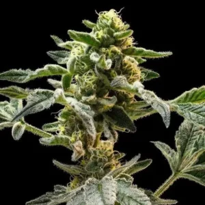 Sherbanger Feminized – Alchimia Grow Shop