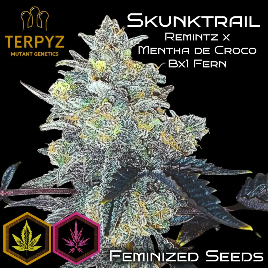 Skunktrail Feminized – Alchimia Grow Shop