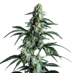 Sour Diesel – Blimburn Seeds