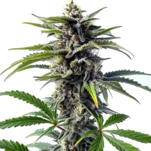 Star Killer Regular – Blimburn Seeds