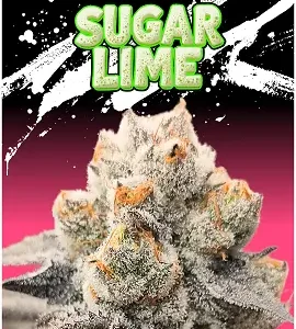 Sugar Lime Feminized – Alchimia Grow Shop