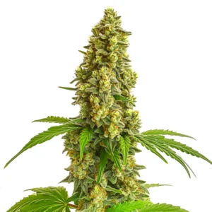 Super Lemon Haze Autoflower – Blimburn Seeds