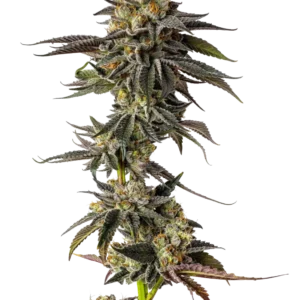 Toad Poison Feminized – Alchimia Grow Shop