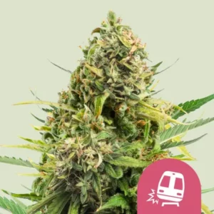 Trainwreck Feminized – Alchimia Grow Shop