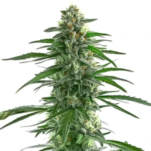 Trainwreck – Blimburn Seeds