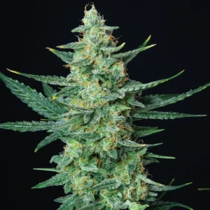 Vesta Autoflower – Alchimia Grow Shop