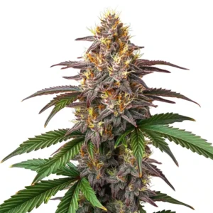 Watermelon Gelato – Blimburn Seeds