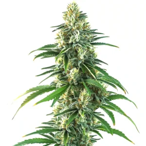 Zaza – Blimburn Seeds